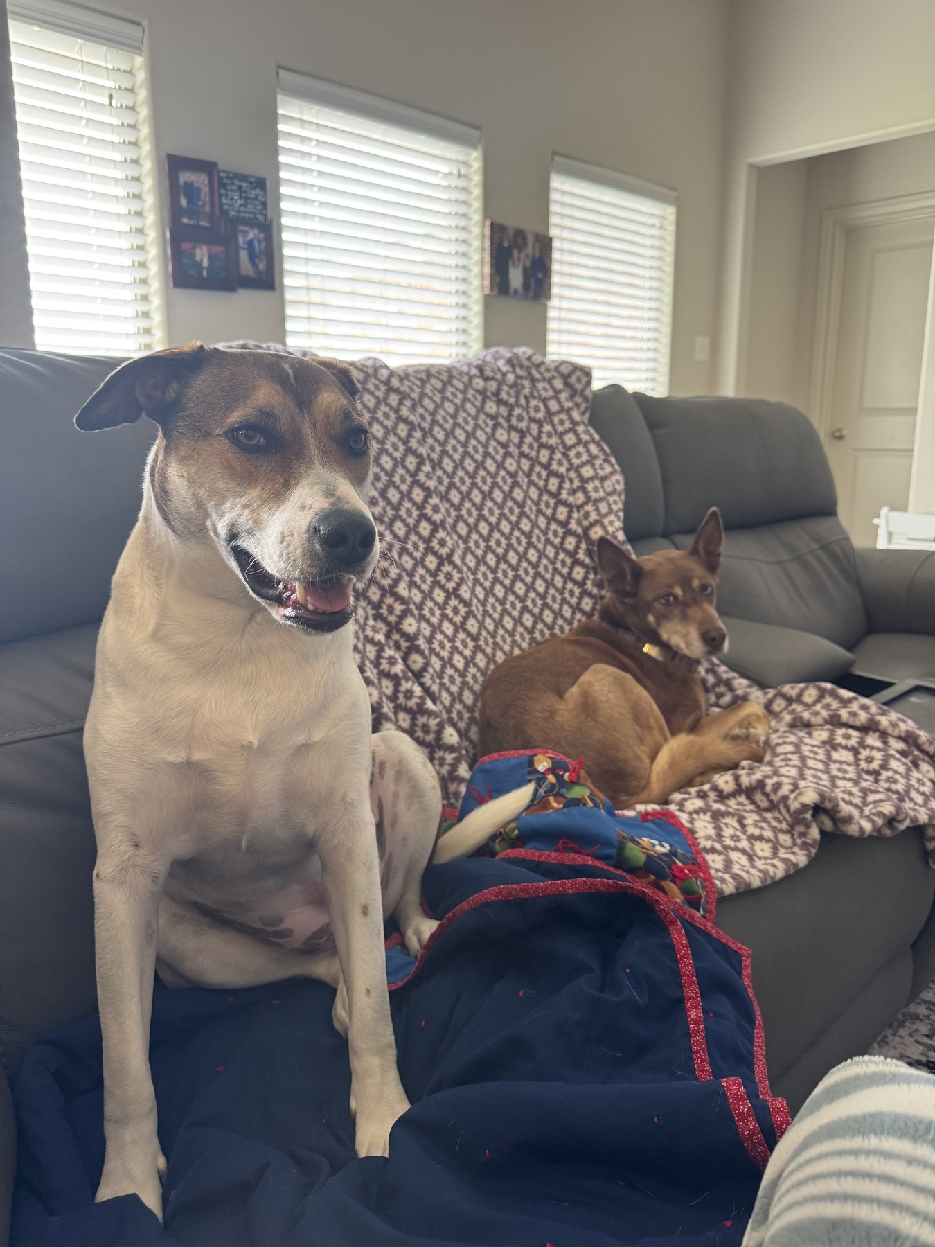 A pair of dogs resting together at home.